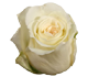 گل رز هلندی پگاسو